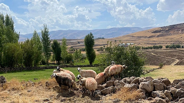 Sürüden ayrılan koyunlar vatandaş ve jandarma iş birliği ile bulundu