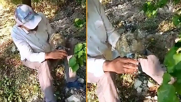 Susuzluktan Bitkin Düşen Kaplumbağaya Eliyle Su İçirdi