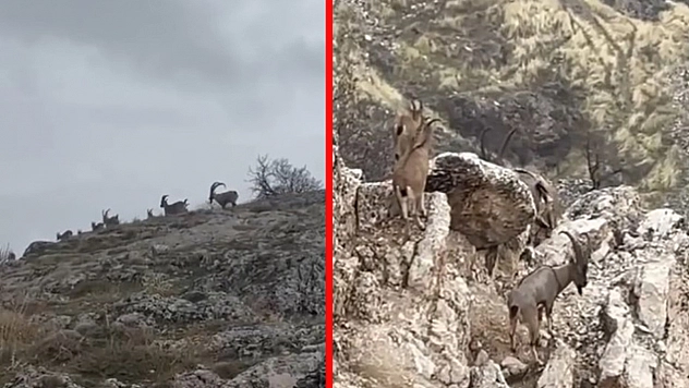 Tarihle doğa yan yana: Harput'ta yaban keçileri görüntülendi