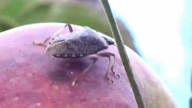 Tarım alanlarını tehdit eden kahverengi kokarcaya karşı yoğun mücadele