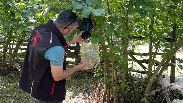 Tarım denetimleri hız kesmiyor: Kahverengi kokarca takibi ve pestisit kontrolü sahalarda