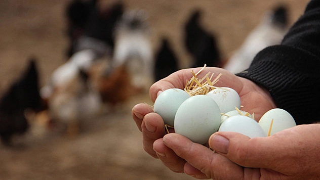 Tarım ve Orman Bakanlığı'ndan Açıklama!