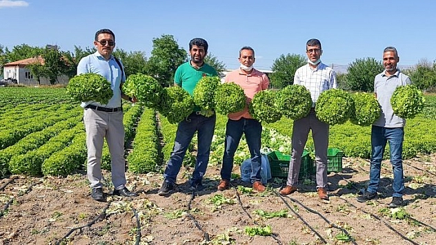 Tarladan tüketiciye sebze