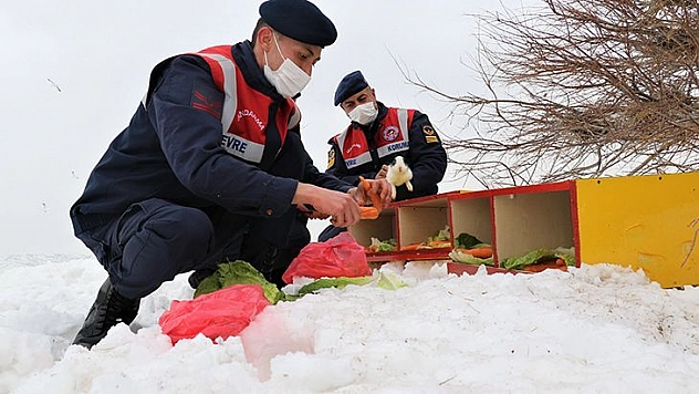 Tavşan Adası'nın Uzun Kulaklı Sakinleri Jandarma Tarafından Besleniyor