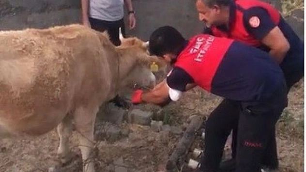 Tellere takılan inek itfaiye erleri tarafından kurtarıldı