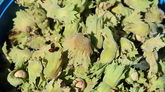 Torosların eteğinde fındık hasadı