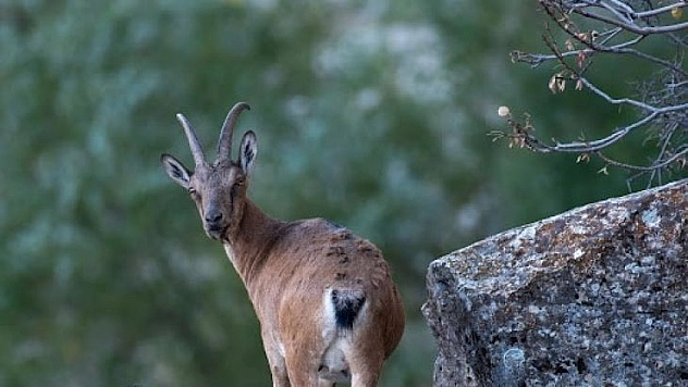 Tunceli'de  dağ keçileri yavruları ile görüntülendi
