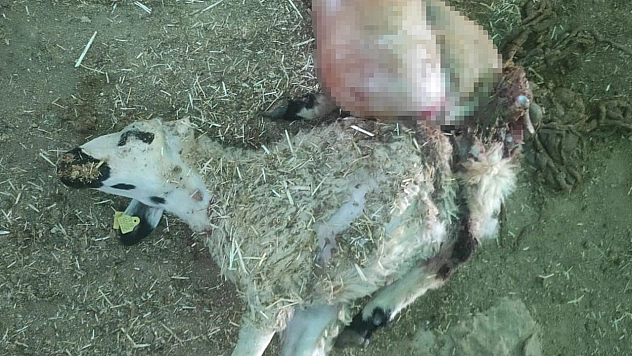 Tunceli'de ağıla giren kurt 26 koyunu telef etti