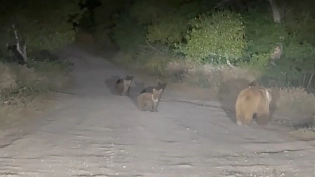 Tunceli'de anne ayı ve 2 yavrusu yiyecek ararken görüldü