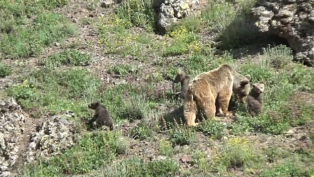 Tunceli'de anne ayı ve 3 yavrusu yiyecek ararken görüntülendi