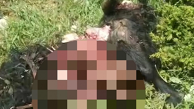 Tunceli'de ayı dehşeti: Bir kişi yaralandı, 31 küçükbaş hayvan telef oldu