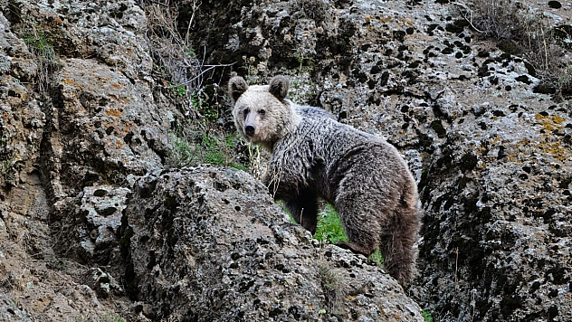 Tunceli'de ayı saldırısından köpekler sayesinde kurtuldu
