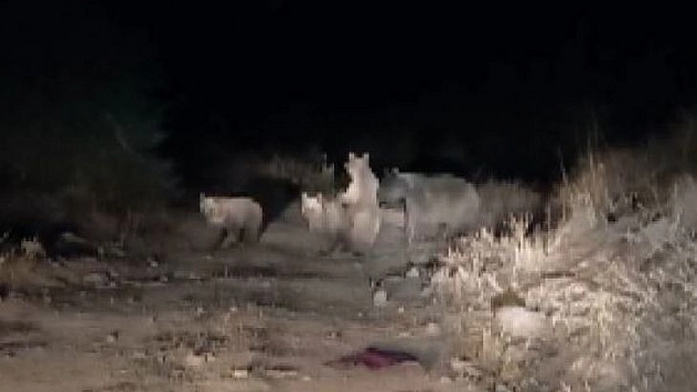 Tunceli'de ayılar çöplükte yiyecek aradı