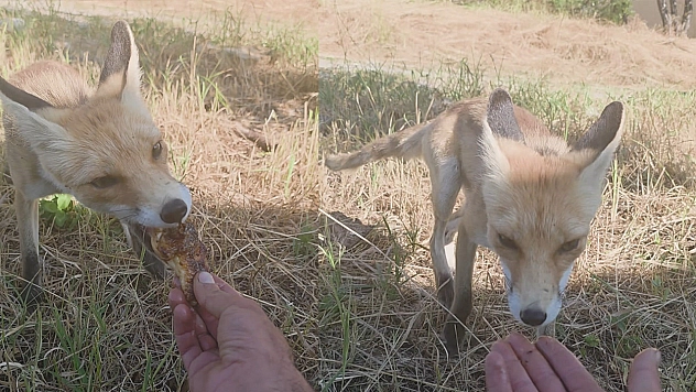 Tunceli'de bir vatandaş Tilkiyi elleriyle besledi