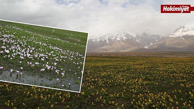 Tunceli'de çiçeklerin renk cümbüşü