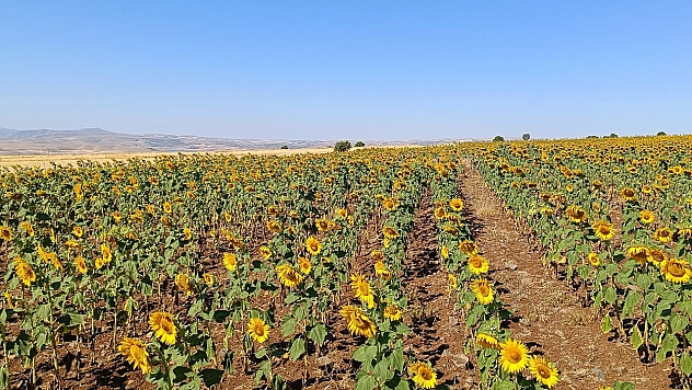 Tunceli'de  çiftçi, ilk kez yağlık ayçiçeği üretimi yaptı