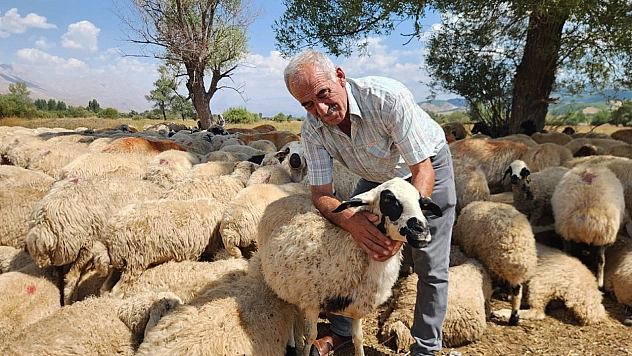 Tunceli'de çoban krizi: bir aylık ücret rekor seviyede