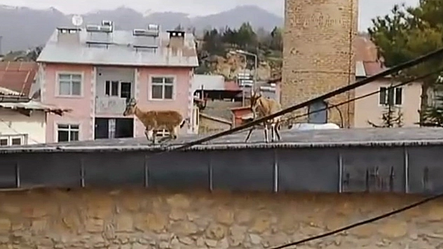 Tunceli'de Dağ Keçileri evlerin ve tarihi caminin çatısına çıktı