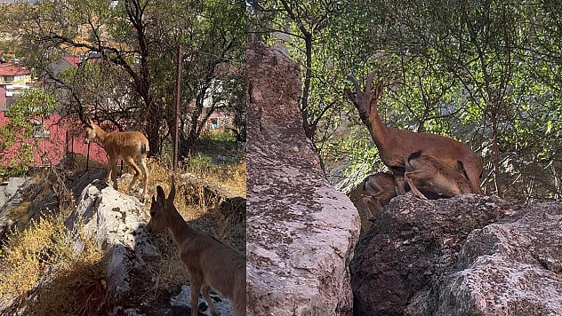 Tunceli'de dağ keçileri yerleşim yerlerine kadar indi