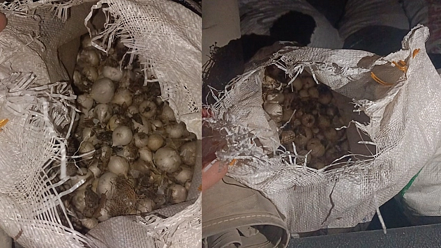 Tunceli'de Dağ Sarımsağı kaçakçılığı: 557 bin TL idari para cezası kesildi