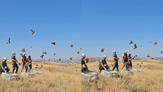 Tunceli'de doğaya 200 kınalı keklik salındı