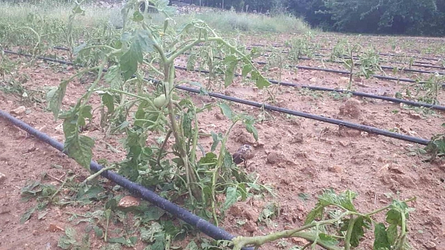 Tunceli'de dolu ekili alanlarda hasara yol açtı