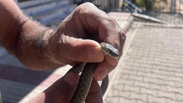 Tunceli'de eve giren yılan, ekipler tarafından yakalandı