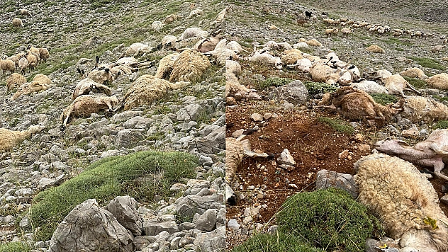 Tunceli'de facia! Yıldırım isabet eden 200 koyun telef oldu