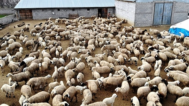 Tunceli'de hayvan hareketleri yasaklandı