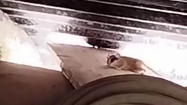 Tunceli'de ilk kez görüntülendi