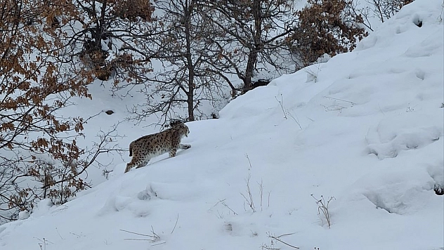 Tunceli'de kırmızı listede bulunan 2 vaşak görüntülendi