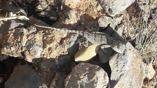 Tunceli'de kırmızı listede bulunan 'Bozkır Keleri' görüldü