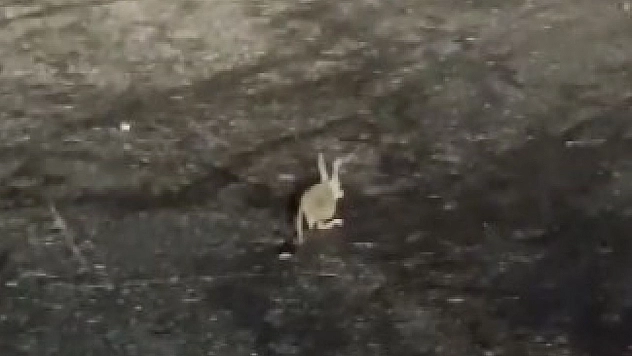 Tunceli'de kırmızı listedeki Arap tavşanı görüntülendi