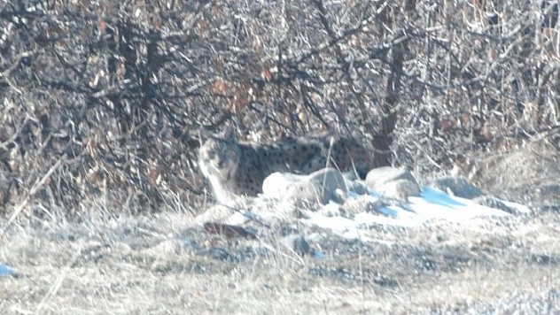 Tunceli'de kırmızı listedeki vaşak fotoğraflandı