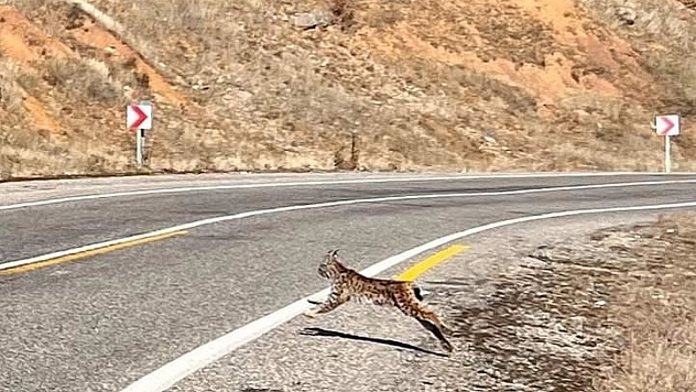 Tunceli'de kırmızı listedeki vaşak fotoğraflandı