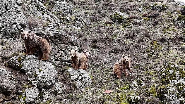 Tunceli'de kış uykusundan uyanan ayı ailesi görüntülendi