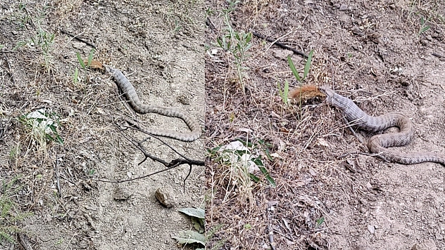 Tunceli'de koca engerek, sincabı yuttu