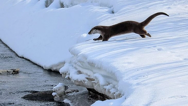 Tunceli'de koruma altında bulunan su samuru görüldü