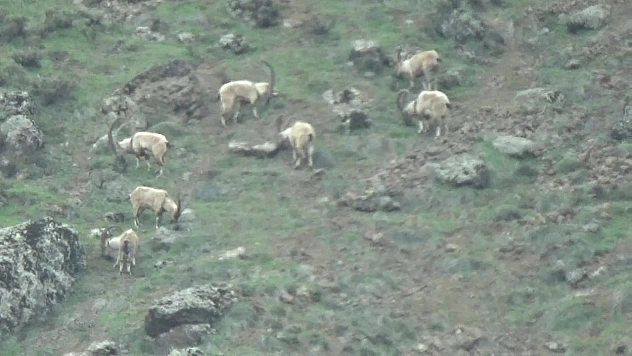 Tunceli'de koruma altındaki yaban keçileri sürü halinde görüntülendi