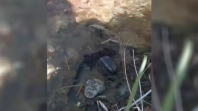 Tunceli'de nesli tehdit altındaki benekli semender görüntülendi