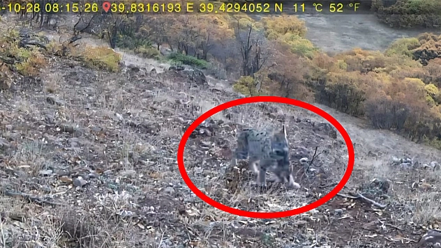 Tunceli'de nesli tehlike altındaki vaşak, yavrularıyla fotokapana takıldı