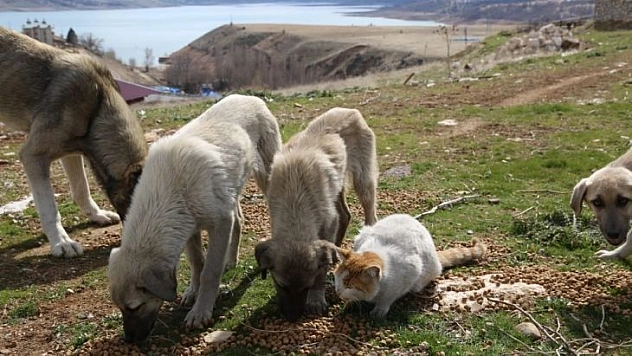 Tunceli'de sokak hayvanlarına vefa