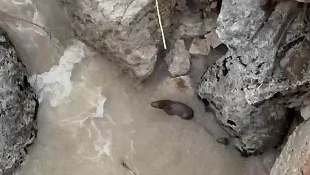 Tunceli'de su samurları görüntülendi