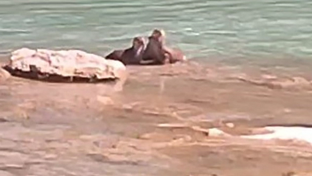 Tunceli'de su samurları görüntülendi