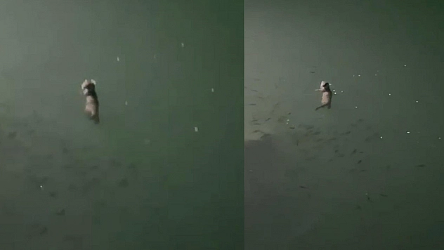 Tunceli'de su samuru görüntülendi