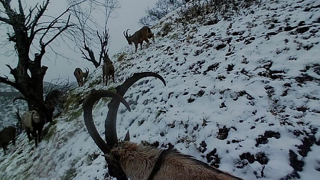 Tunceli'de yaban keçileri sürü halinde foto kapanla görüntülendi