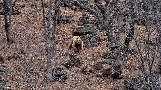 Tunceli'de yaban keçileri ve yiyecek arayan ayı görüntülendi