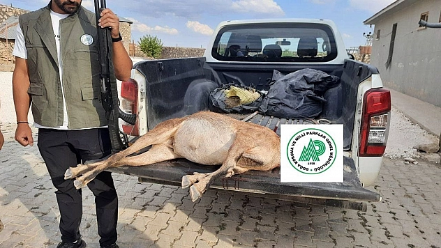 Tunceli'de yaban keçisi avlayan şahsa  253 bin lira ceza