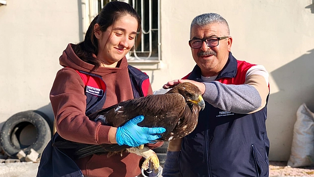 Tunceli'de yaralı kartal tedavi altına alındı