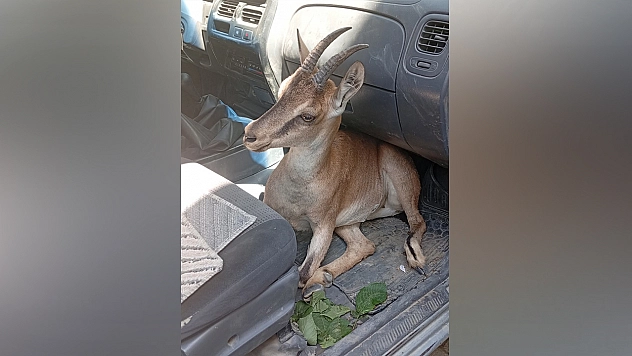Tunceli'de yaralı yavru dağ keçisi tedavi altına alındı